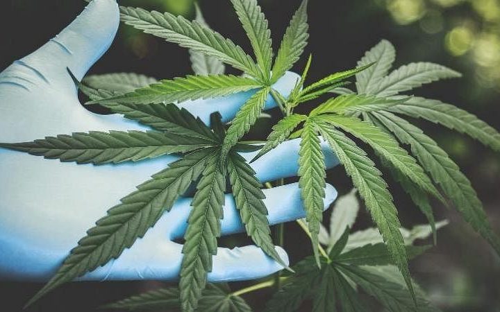 Cannabis_plants