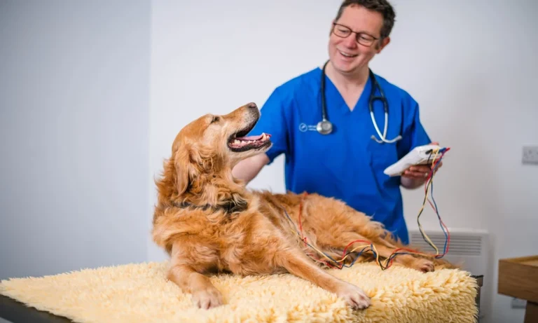 How Animal Clinics Provide Pain Management For Pets