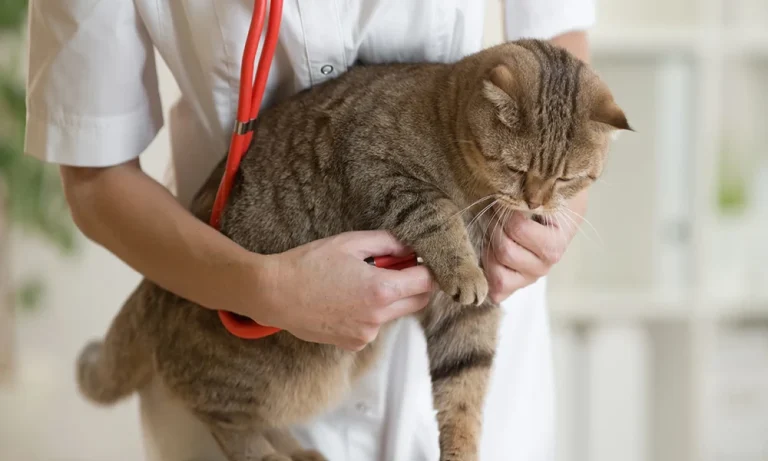 What A Vet Clinic Looks For When A Pet Has Recurrent Vomiting Or Diarrhea