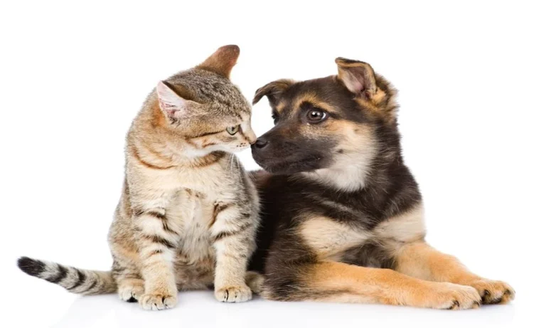 6 Neurologic Changes In Pets That Call For Prompt Veterinary Attention