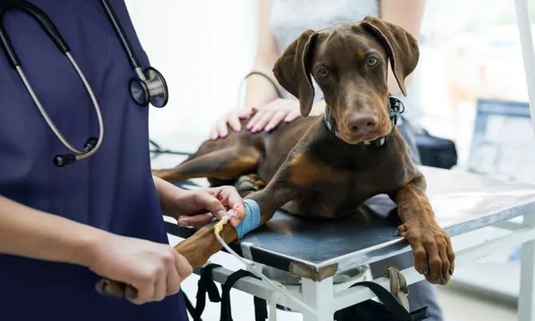 5 Questions To Ask An Animal Clinic About Therapeutic Drug Monitoring